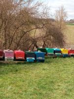 Verkaufe jeweils 12 Bienenvölker Carnica auf DNM Hessen - Edermünde Vorschau