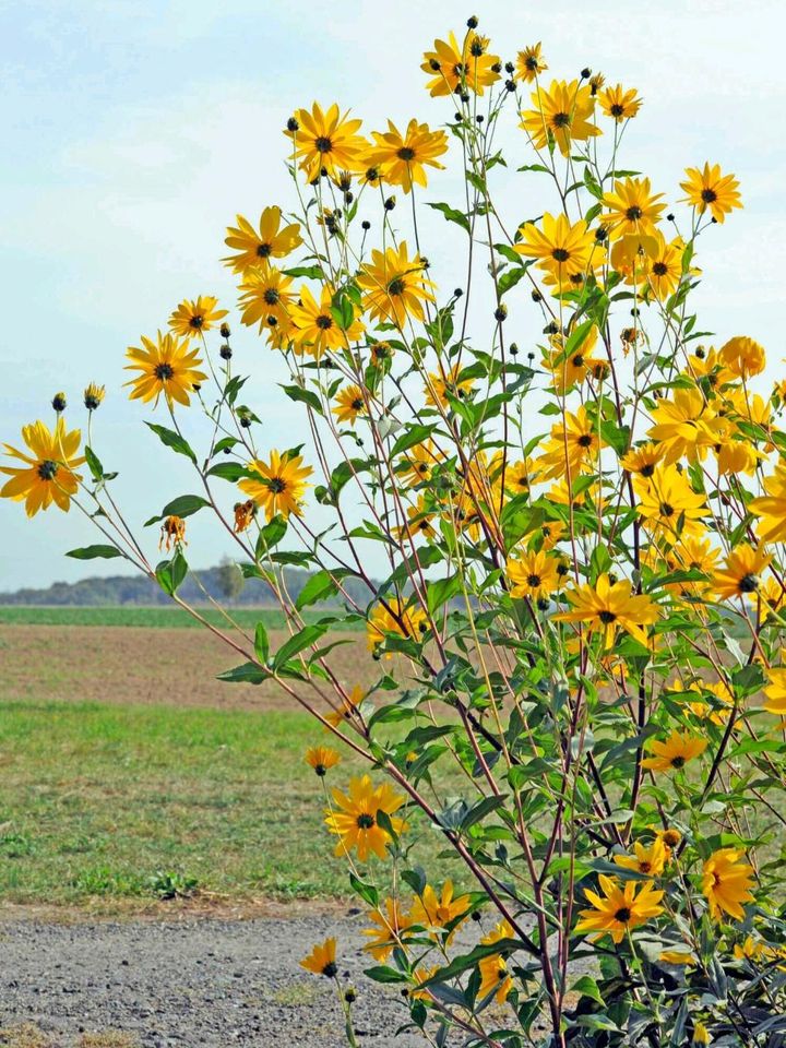 Stauden und Dahlien zu verkaufen in Legden