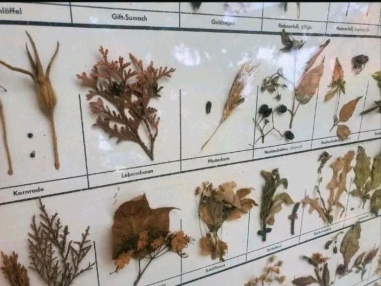 Große Schautafeln Schaukasten Herbarium Pflanzensammlung Lehrmitt in Pössneck