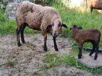 Barbados Blackbelly Muttertier mit Bocklamm Thüringen - Jena Vorschau