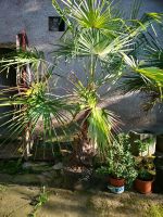 Biete 2 große Palmen Thüringen - Gotha Vorschau