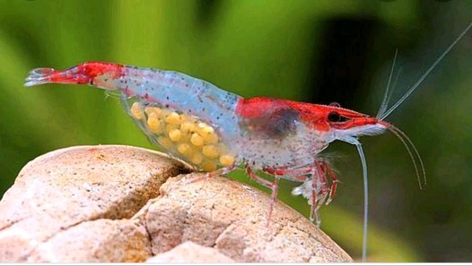 Red Rili Garnelen Neocaridina in Troisdorf