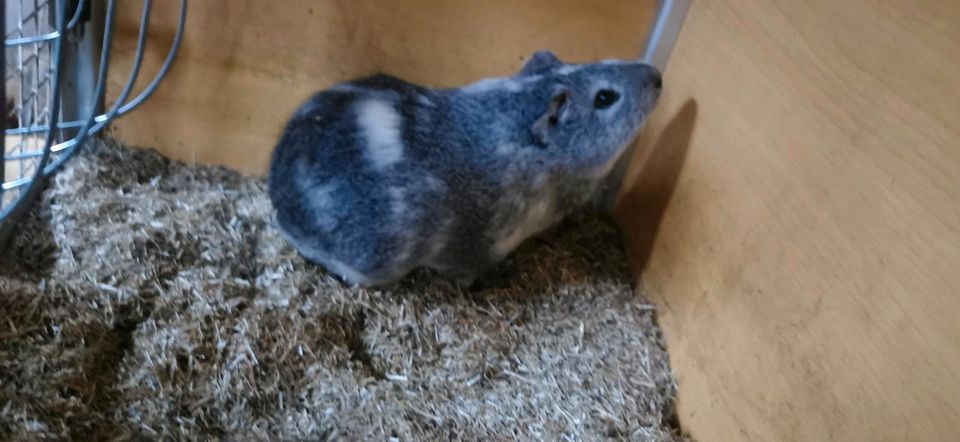 Cuy Bock silberagouti weiss in Erftstadt