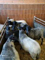 Schafe, Böcke,Bullen für Kurban Nordrhein-Westfalen - Bottrop Vorschau