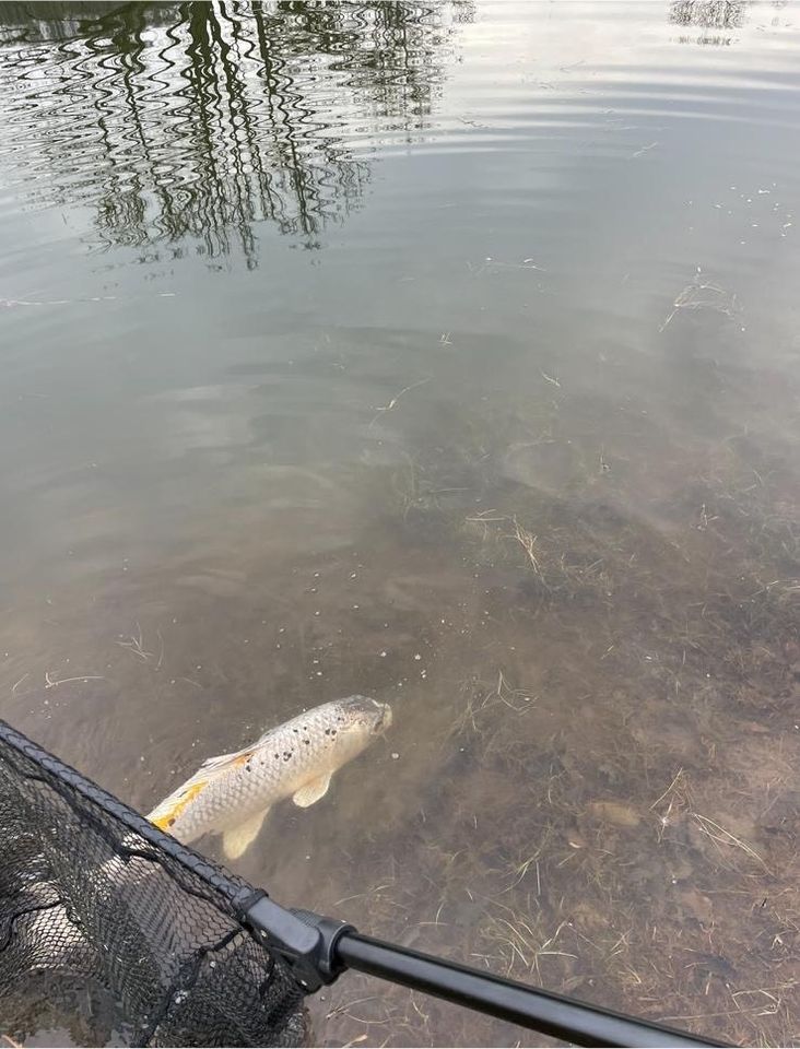 Hilfe bei Teichauflösung, umsiedeln von u.a. Koi Goldfischen etc. in Gummersbach