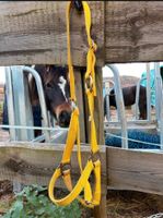 Halfter Warmblut gelb Rheinland-Pfalz - Kastel-Staadt Vorschau