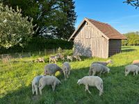 Merino Schafe Lämmer Bock Jungtiere Nachzucht Bayern - Fischach Vorschau