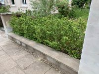 Ilex Crenata - robuste Heckenpflanze wie Buchs -  30 St. 1m Höhe Bielefeld - Bielefeld (Innenstadt) Vorschau