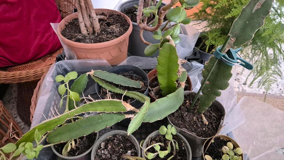 Zimmer und Gartenpflanzen in RheinlandPfalz Kaiserslautern Zu