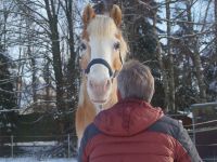 Pferdegestütztes Coaching Hessen - Idstein Vorschau