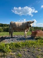 White Galloway Färse. Bio zertifiziert Rheinland-Pfalz - Mammelzen Vorschau