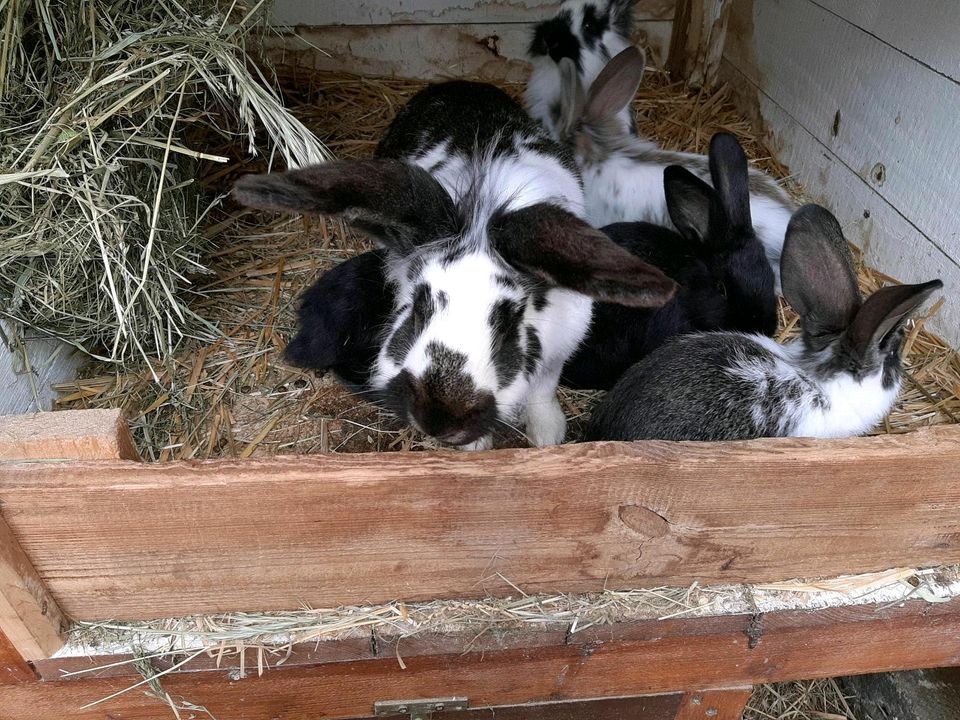 Stallhasen Kaninchen Biohase Junghasen in Leisnig