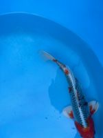 1 Japan Koi Marusei Nisai Kujaku 37-39 cm Hessen - Herleshausen Vorschau