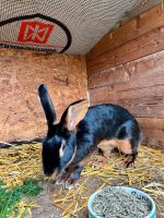 Hasenkaninchen zu verkaufen Niedersachsen - Südbrookmerland Vorschau