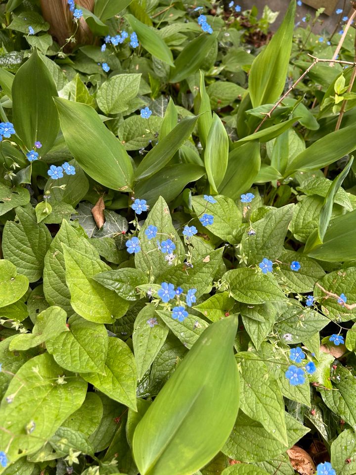 Verschenke Pflanzen, Blumen, Büsche, Bodendecker usw in Kellinghusen