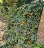 Wir Entsorgen Grünschnitt-Gartenabfall-Wurzeln-Gestrüpp-Hecken Lindenthal - Köln Lövenich Vorschau