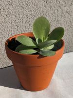 Kalanchoe thyrsiflora, Wüstenkohl, afrikanisches Dickblatt Baden-Württemberg - Karlsruhe Vorschau