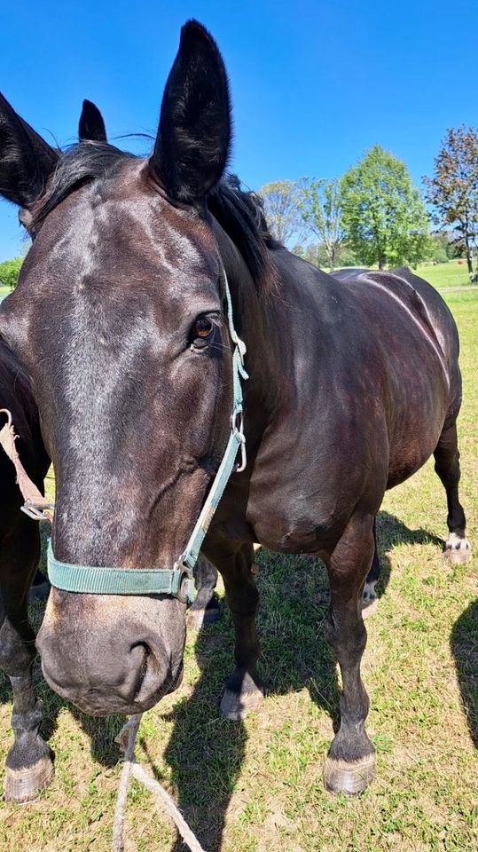 Schwere Warmblüter in Wittichenau