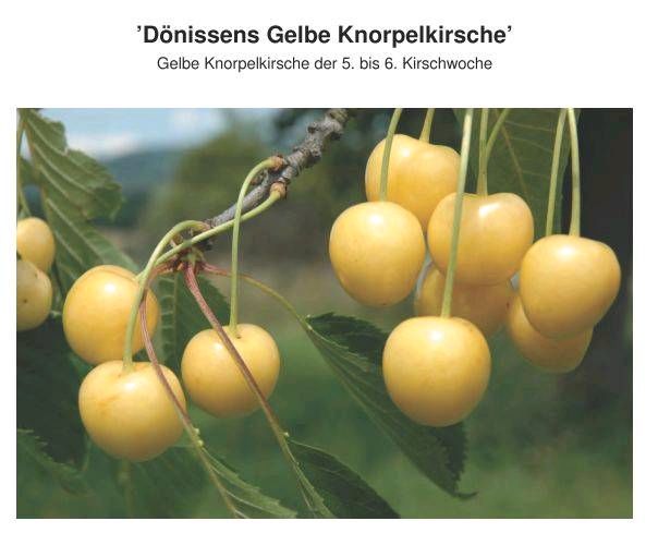 Obstbäume (historische Sorten) Kirsche, Pflaume, NashiBirne... in