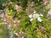 4 Tellerhortensien weiß rosa blühend Pflanzen Garten Rheinland-Pfalz - Wiebelsheim Vorschau