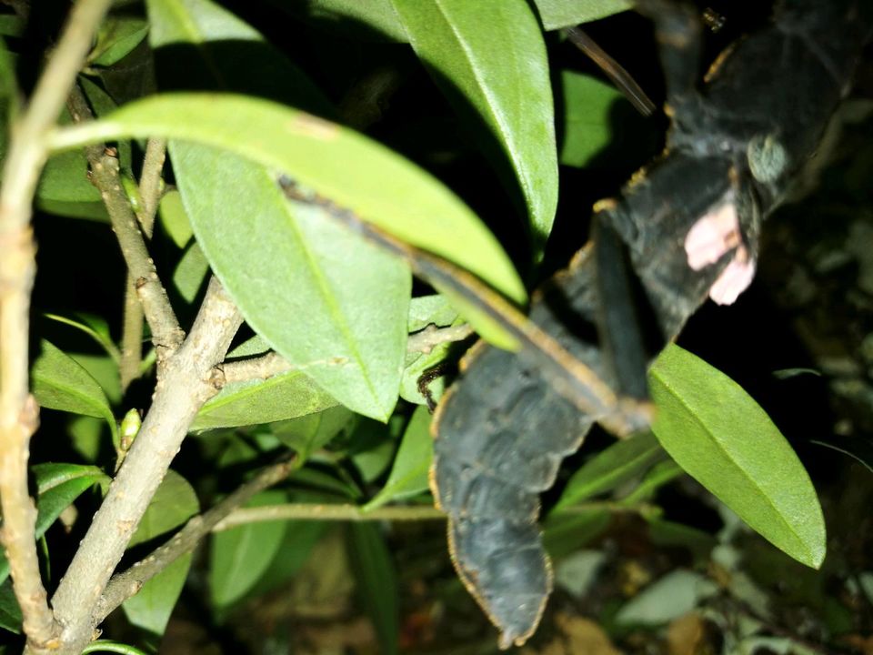 Peruphasma schultei "Pink wings" Nymphen in Ludwigsburg