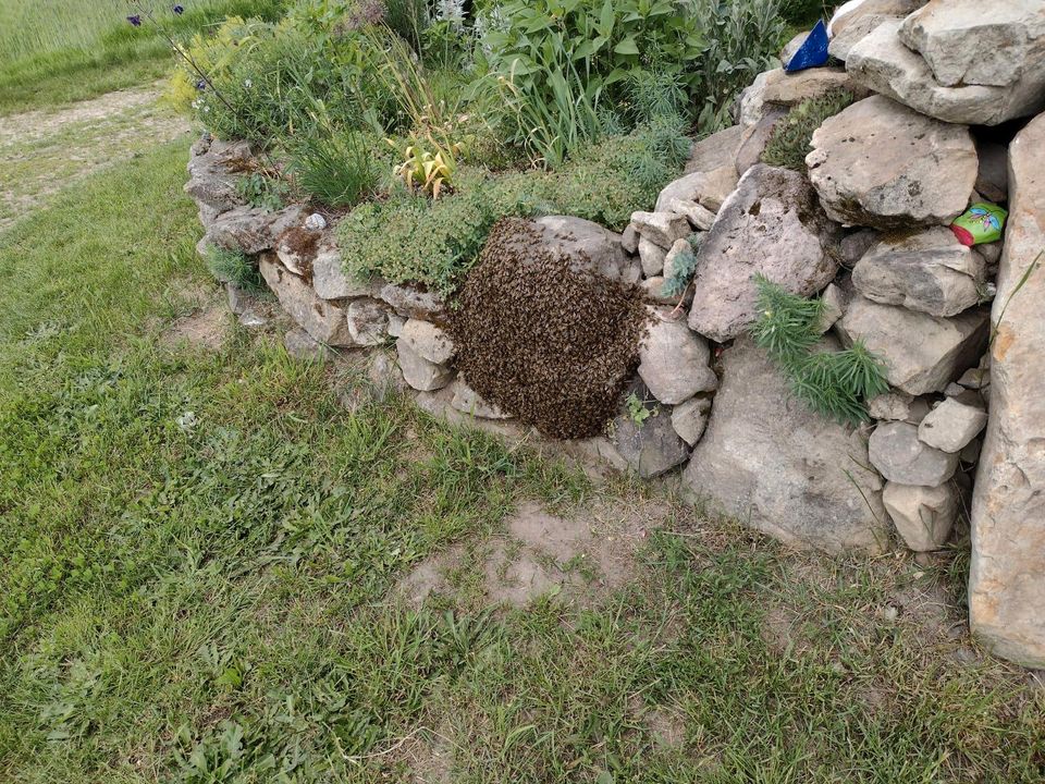 Fange Bienenschwarm Rödental und Umgebung in Rödental