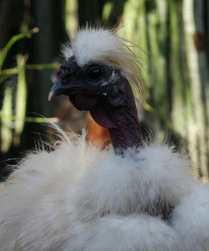 Showgirl Hahn, Seidenhuhn Hahn, Nackthals Hahn in Wedemark