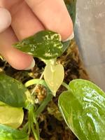 Alocasia Frydek Albo Variegata (Baby) Bayern - Großkarolinenfeld Vorschau