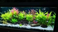 Aquarium 450l mit Kongosalmler Nordrhein-Westfalen - Senden Vorschau