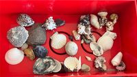 Diverse Muscheln Niedersachsen - Osterholz-Scharmbeck Vorschau