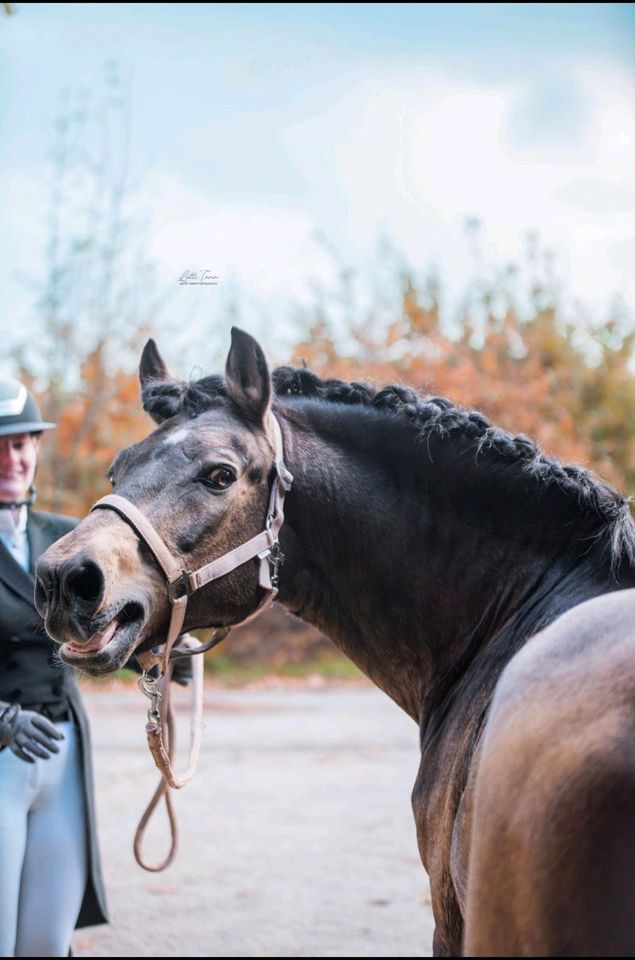 New Forest Pony in Pronstorf