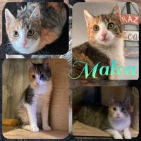 Kitten, Katzenbaby, Katze, EKH, kastriert ❤️ Malea ❤️ Sachsen-Anhalt - Jessen (Elster) Vorschau