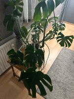 Monstera deliciosa Nordrhein-Westfalen - Rheda-Wiedenbrück Vorschau