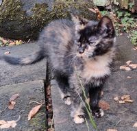 Katze vermisst Premslin/Karstädt verschwunden am 17.11. Brandenburg - Karstädt Prignitz Vorschau