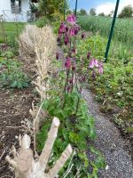 Akelei  - Aquilegia - winterhart - insektenfreundlich Baden-Württemberg - Sachsenheim Vorschau