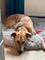 Balou , PS 45481 Mühlheim, Rüde, Magyar Agar Mix, neugierig Nordrhein-Westfalen - Mülheim (Ruhr) Vorschau