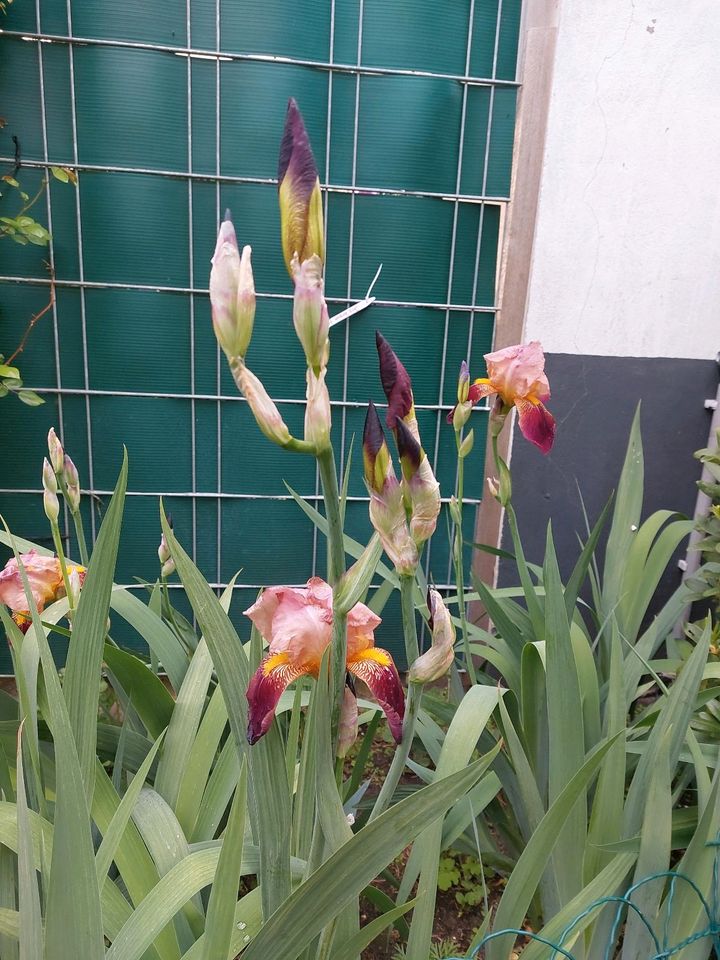 Iris- Schwertlilie in Zossen-Wünsdorf