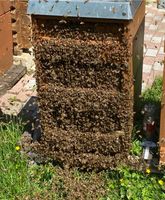 Bienenvölker | Wirtschaftsvolk Königin Carnica 2023 | Imkerei Nordrhein-Westfalen - Lohmar Vorschau