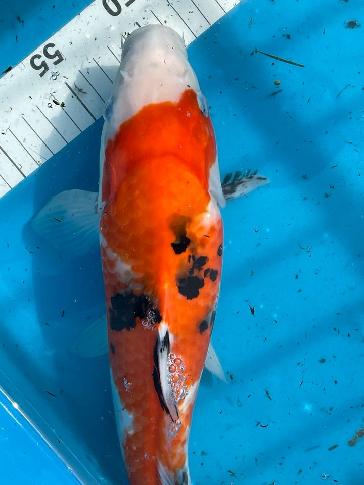 Sanke Showa Original Japan Koi 39 cm Marusei Koikarpfen in Neuenkirchen