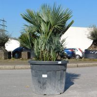 Blaue Zwergpalme Nr. 11 Chamaerops humilis var. Cerifera +/-120cm Nordrhein-Westfalen - Oberhausen Vorschau