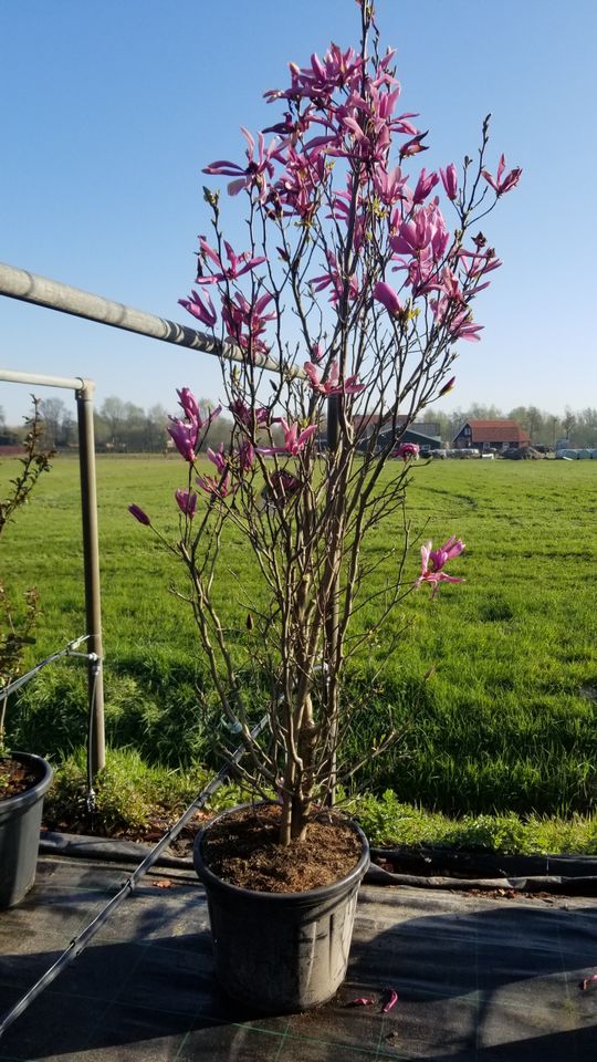 Große Bäume, Hecken und Obstgehölze als Containerpflanzen in Gronau (Leine)