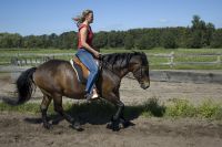 Pferd Reiten Bodenarbeit Selbst lernen statt Beritt Tragkraft Nordrhein-Westfalen - Oerlinghausen Vorschau