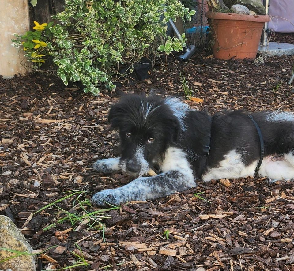 Vince sucht seine Dosenöffner ❤️ in Berg im Gau