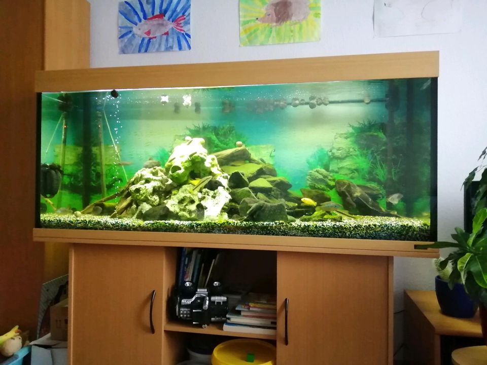 Aquarium, 400l, Komplett Set in Bautzen