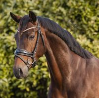 ROSé Goldene TRENSEN pony, vb/cob, wb/full €64,95 Niedersachsen - Rehburg-Loccum Vorschau