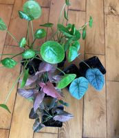 Syngonium Pink Splash, Pilea Mojito, Alocasia Melo Hannover - Vahrenwald-List Vorschau