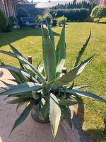 Agave / Kakteen Herzogtum Lauenburg - Schnakenbek Vorschau