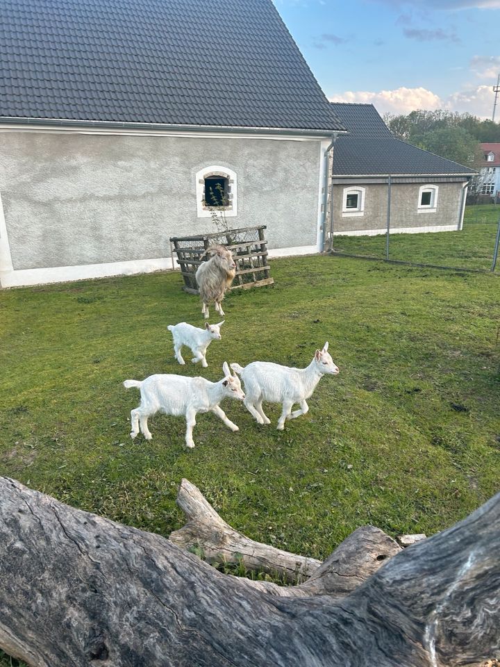 !!!weiße schöne Ziegen/Ziegenbock zu verkaufen!!! in Markersdorf bei Görlitz