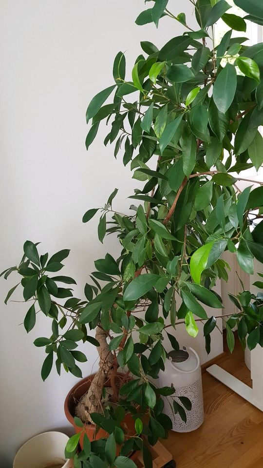 Ficus Ginseng / Chinesische Feige, ca. 160cm in Ottobrunn