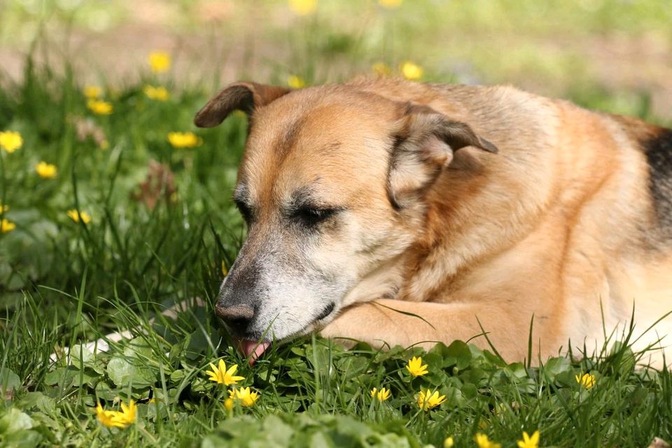 TARA Mischling Tierschutz Hund Hündin in Haunetal